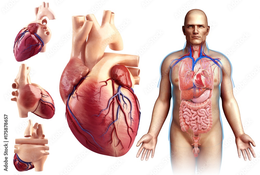 Illustration of a man's heart against a white background