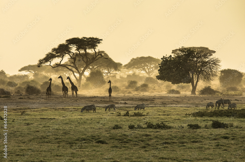 Silhouette di giraffe