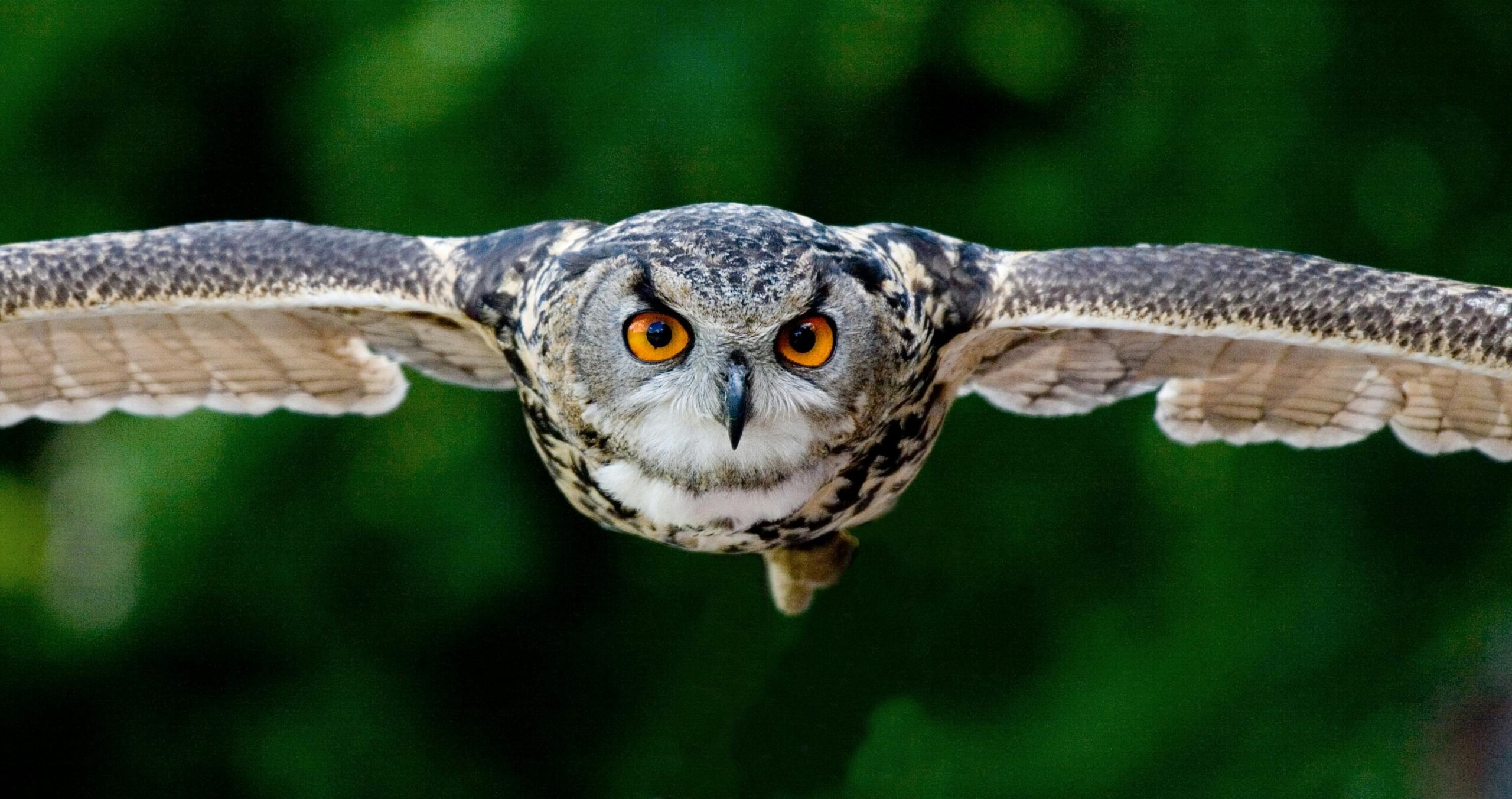 Tanning photography of flying eagle owl