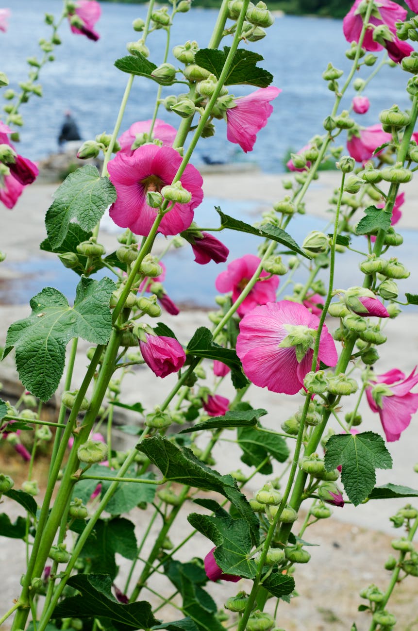 plants with pink flowers