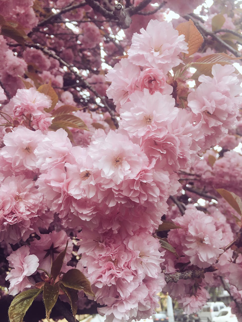 pink flowers with green leaves