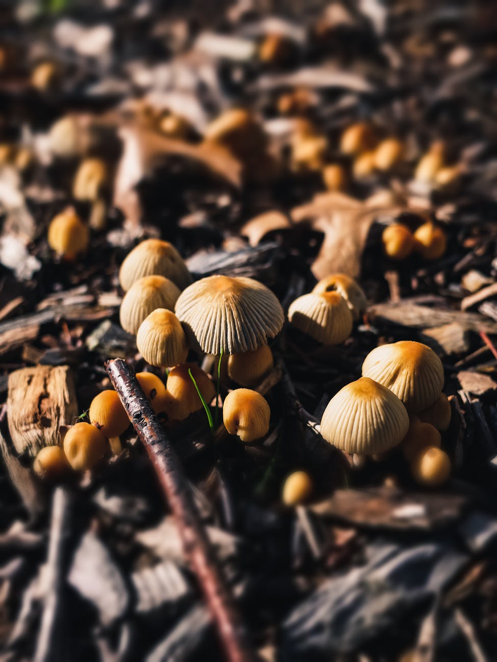 close up of mushrooms on ground