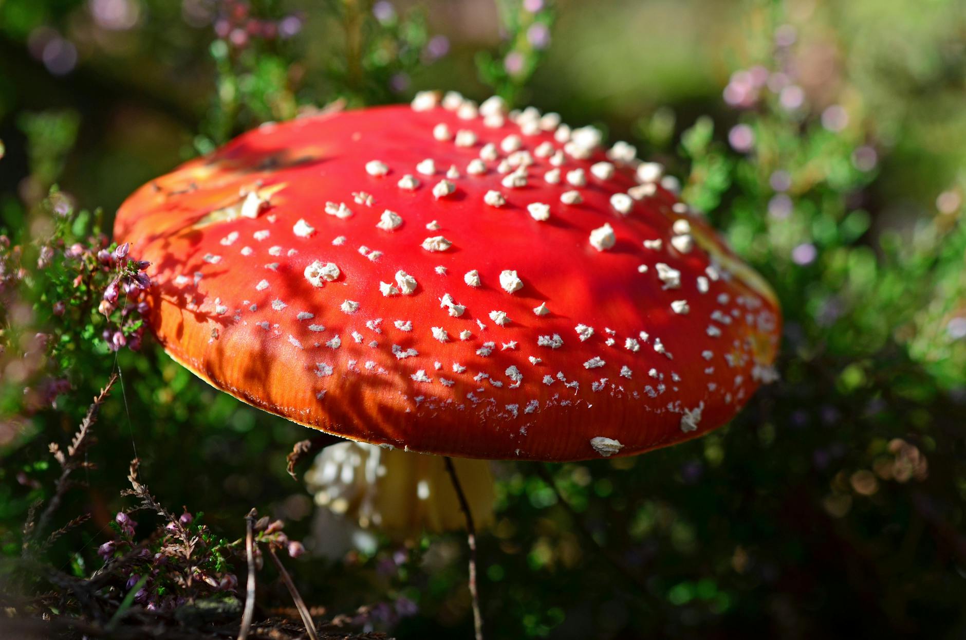 red fungi during daytime