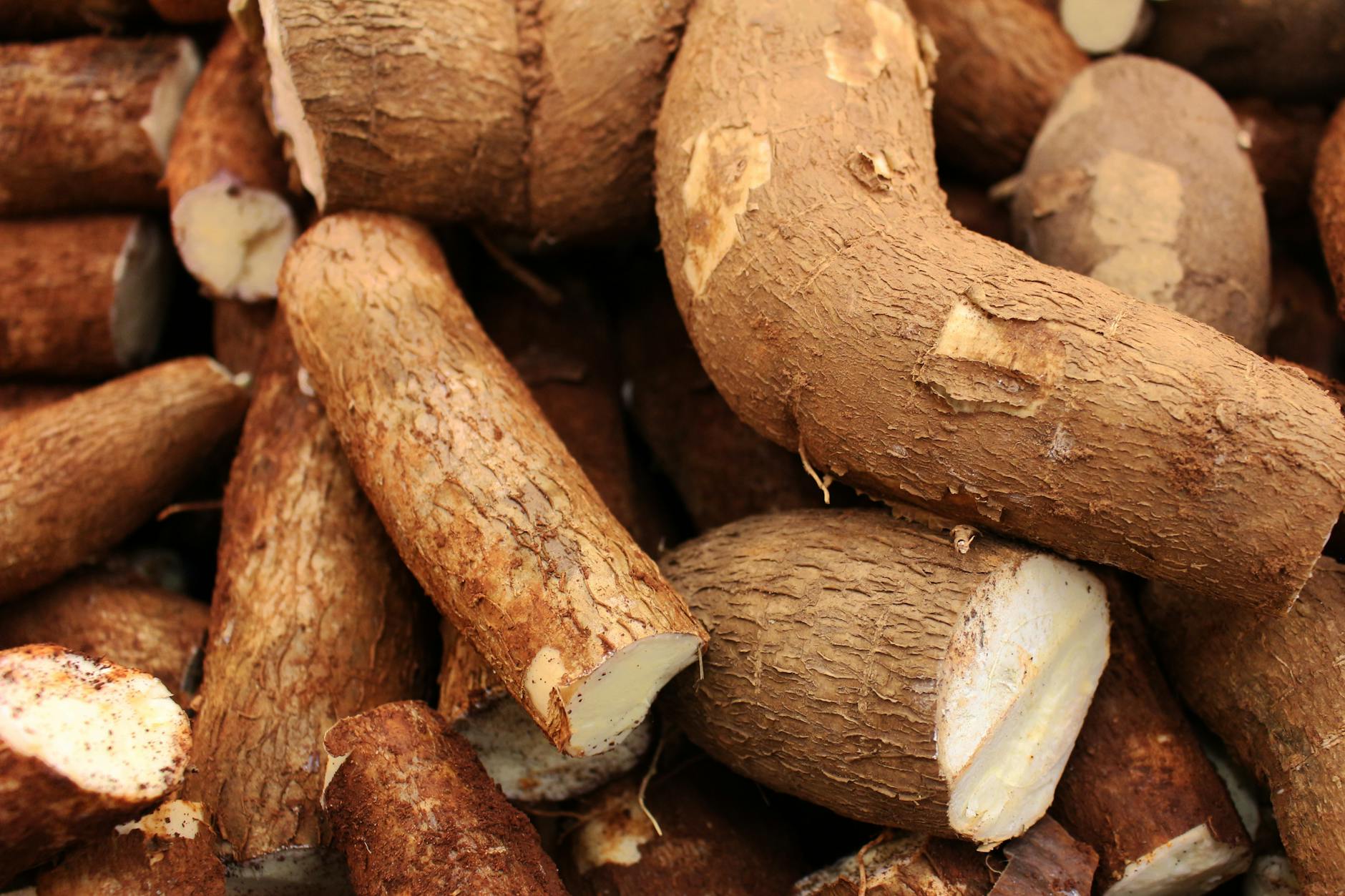 cassava crops in close up photography
