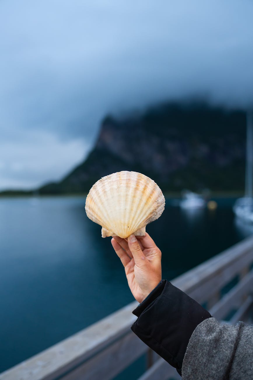 woman hand holding scallop shell