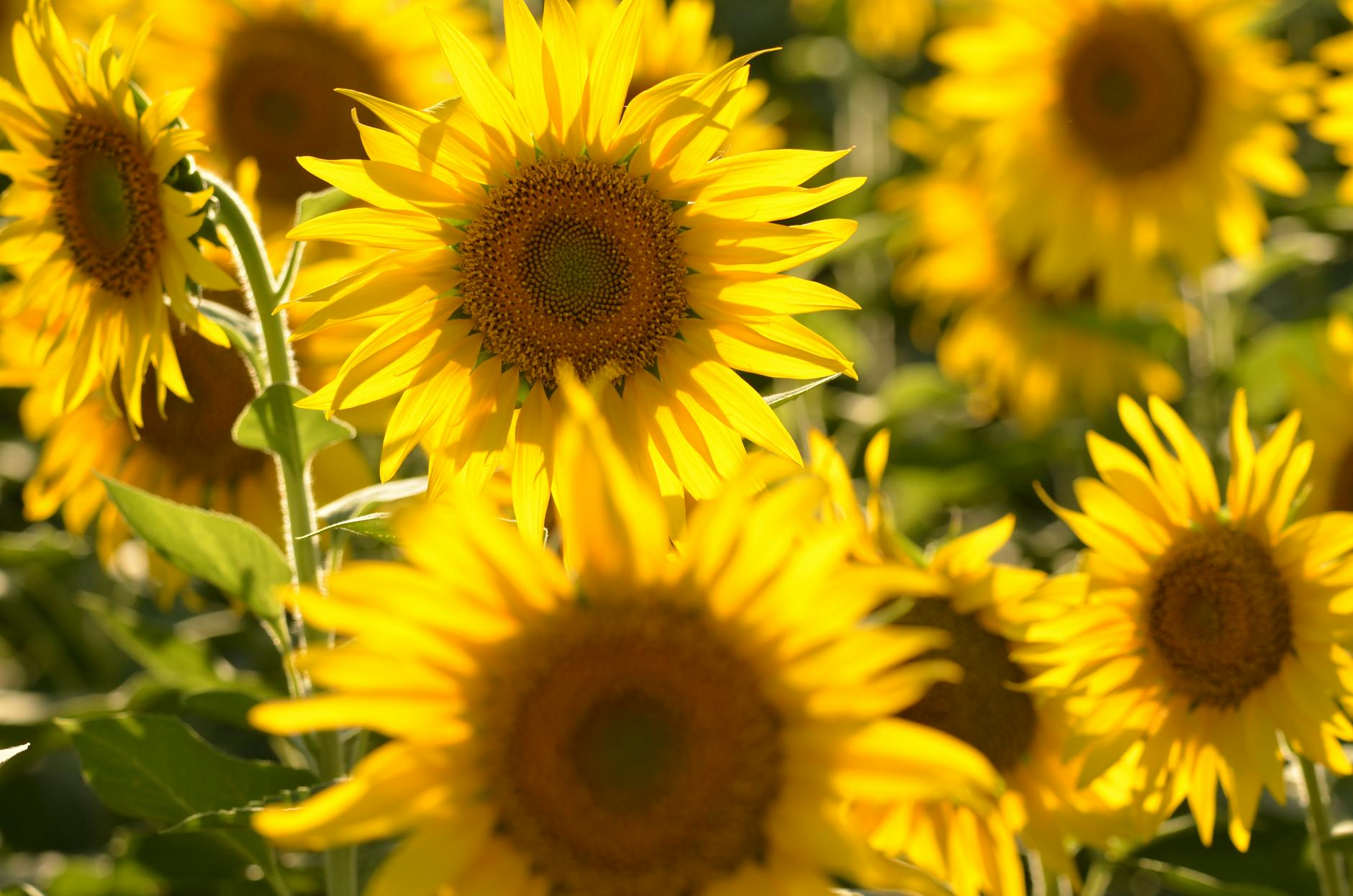 close up photo of sunflowers in bloom