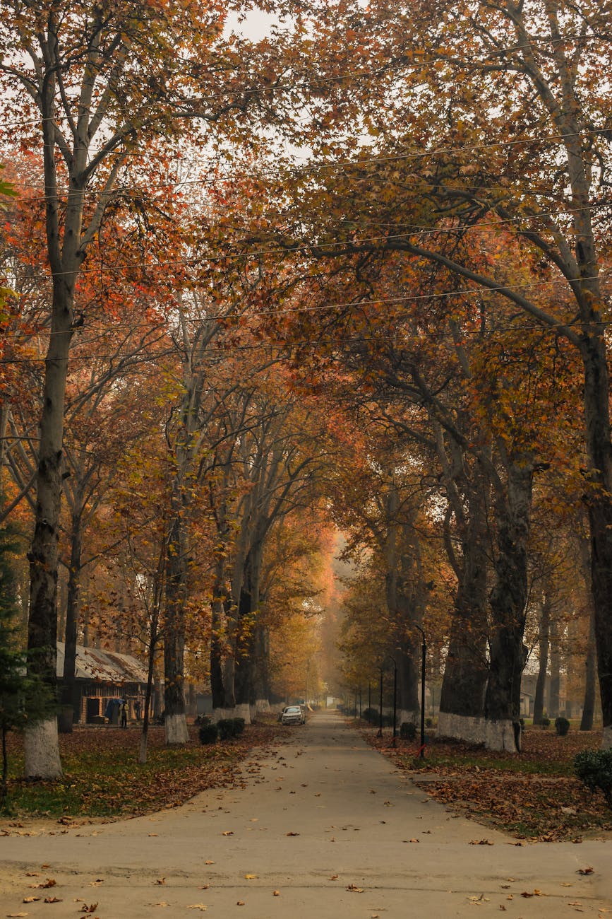 view of an alley between autumnal trees in a park