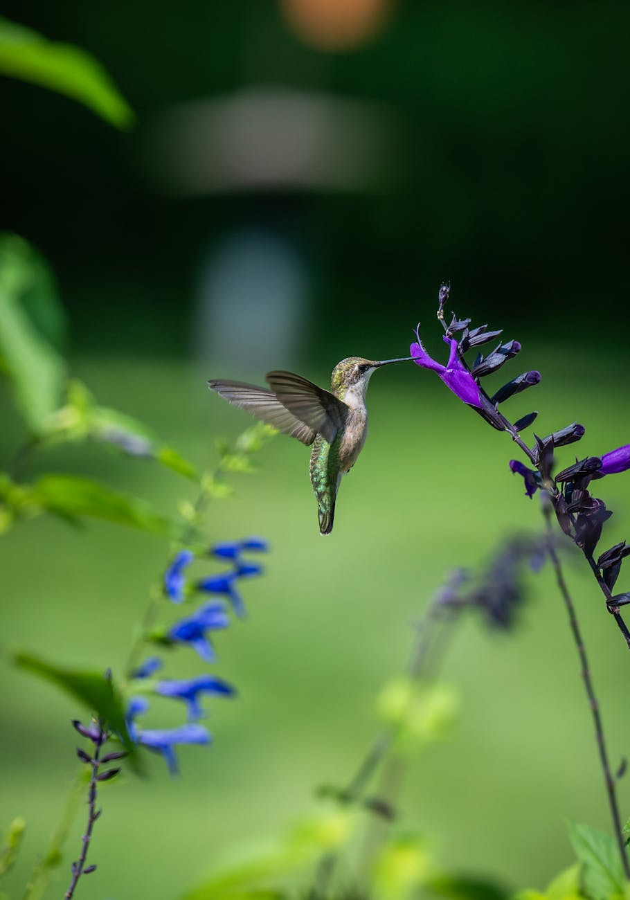 hummingbird feeding on vibrant flowers outdoors