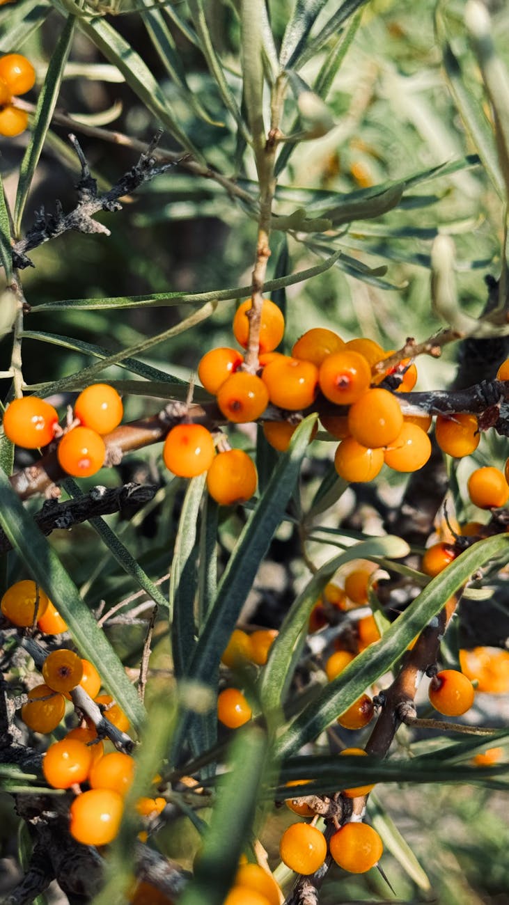 vibrant sea buckthorn berries on branch