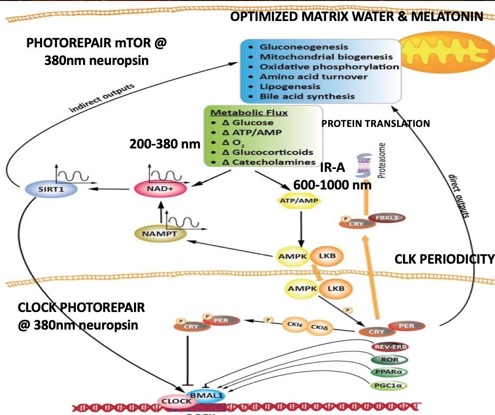 Acupuncture as Regenerative Medicine: How Needles May Trigger Stem Cell Release and Tissue Repair
