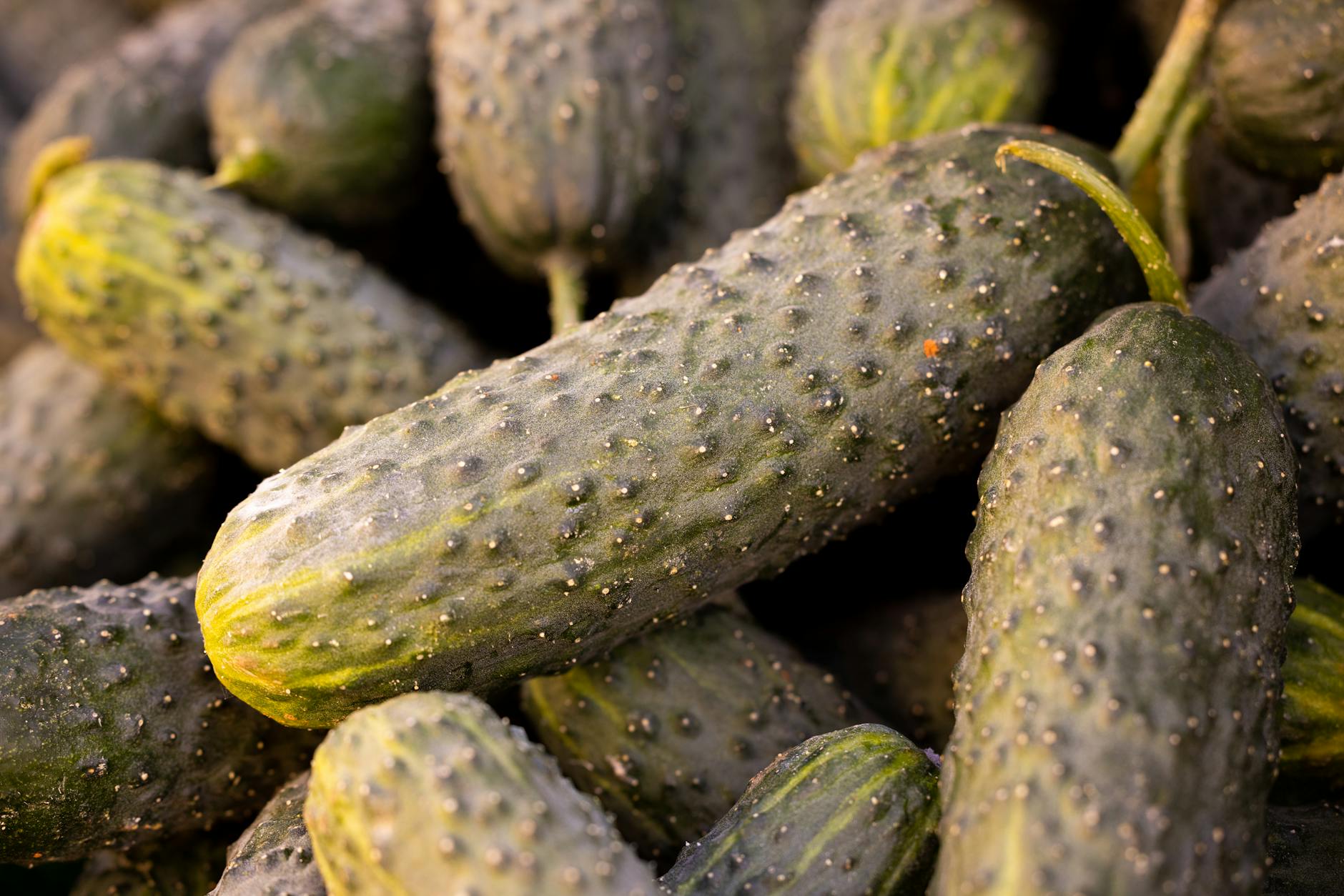 fresh cucumbers in abundance