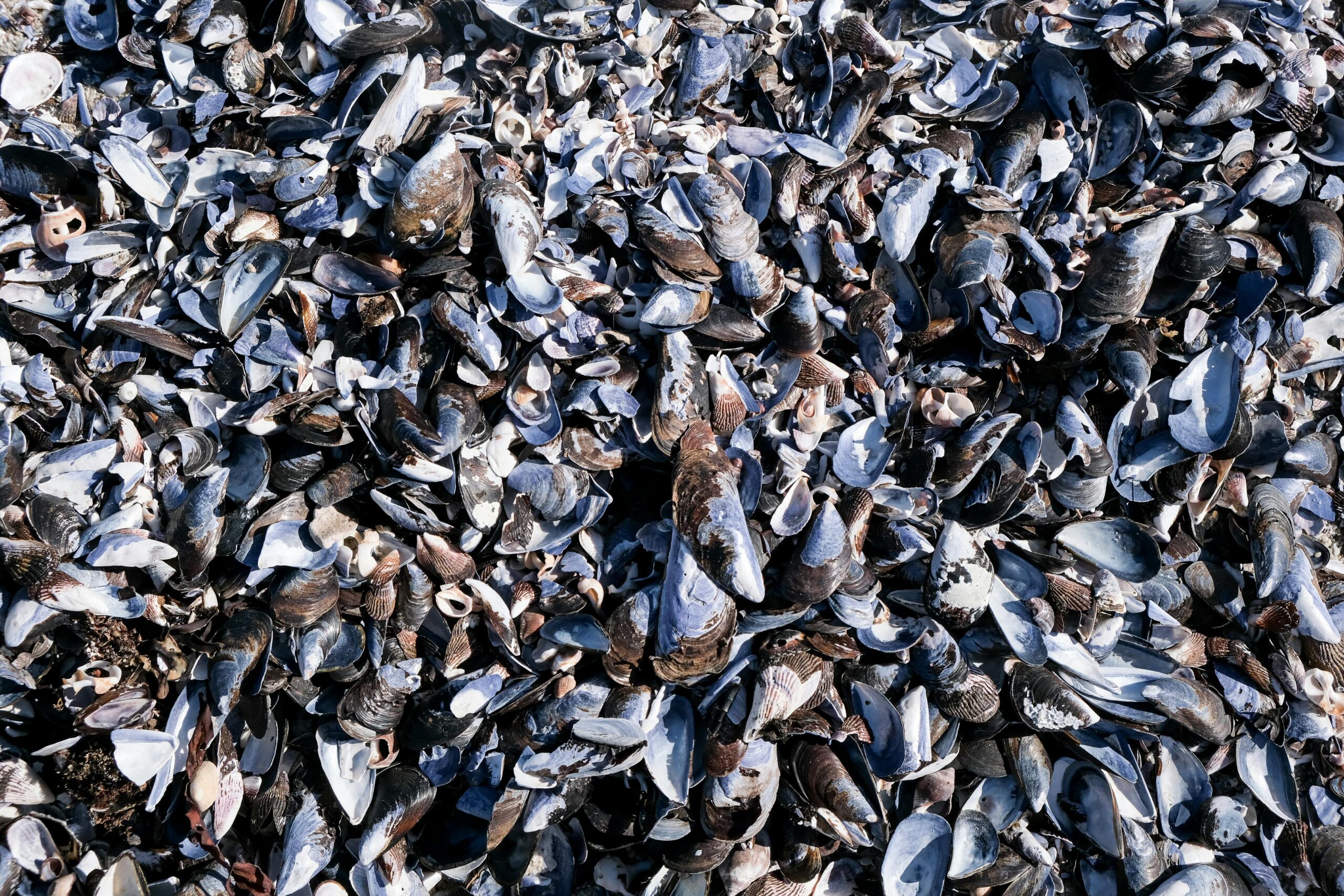 Full frame of mussels