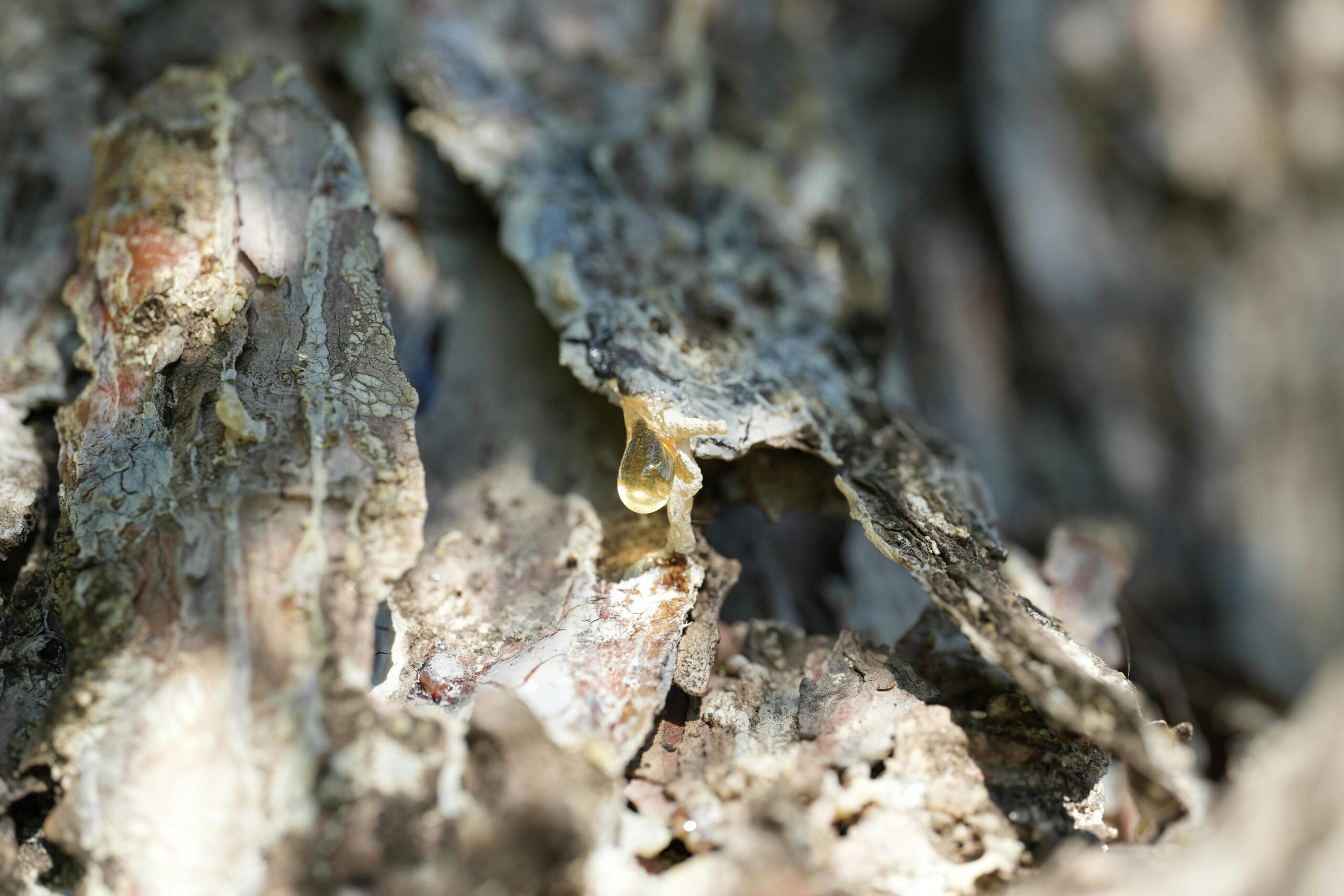 Close up of tree bark with sap drip in forest